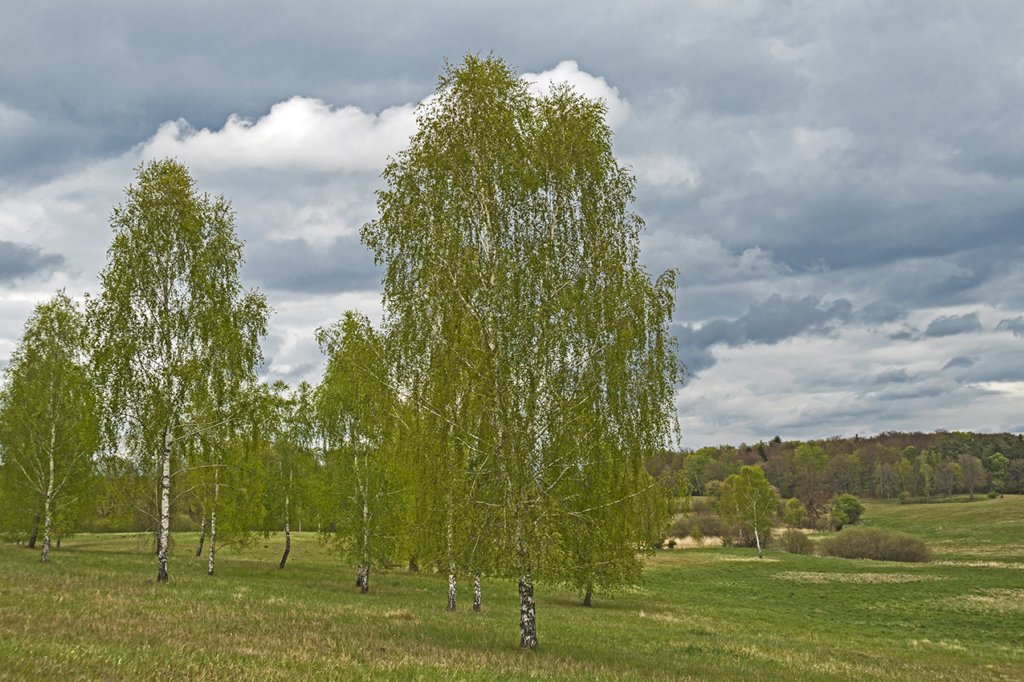 wiosna23.jpg