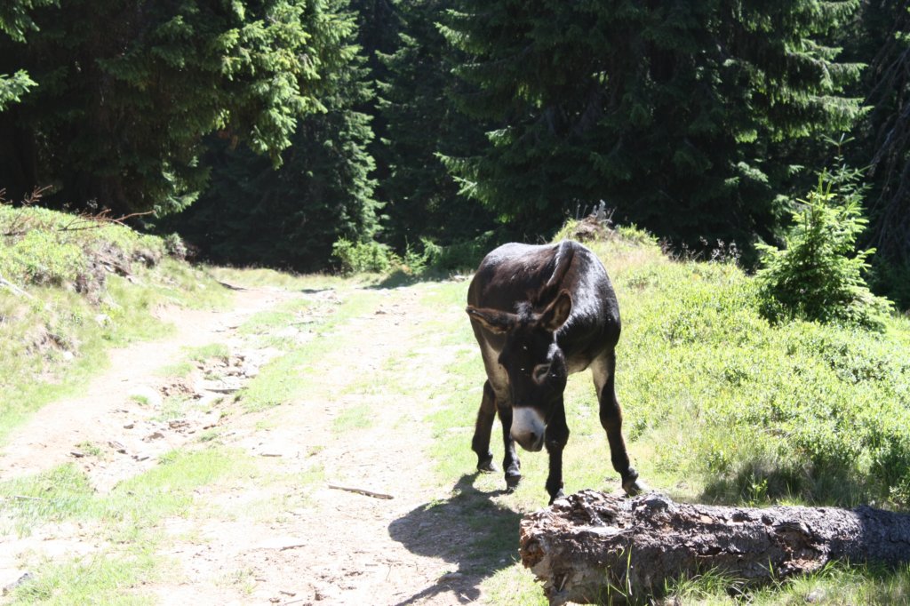 p4.jpg