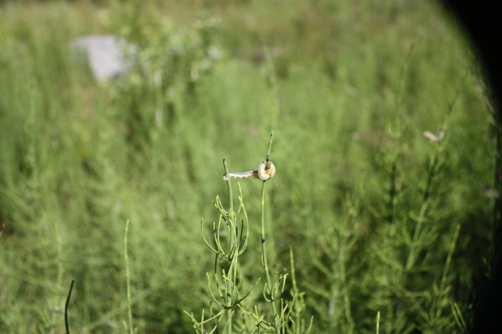 p35.jpg