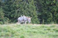 img_1519_small.jpg
